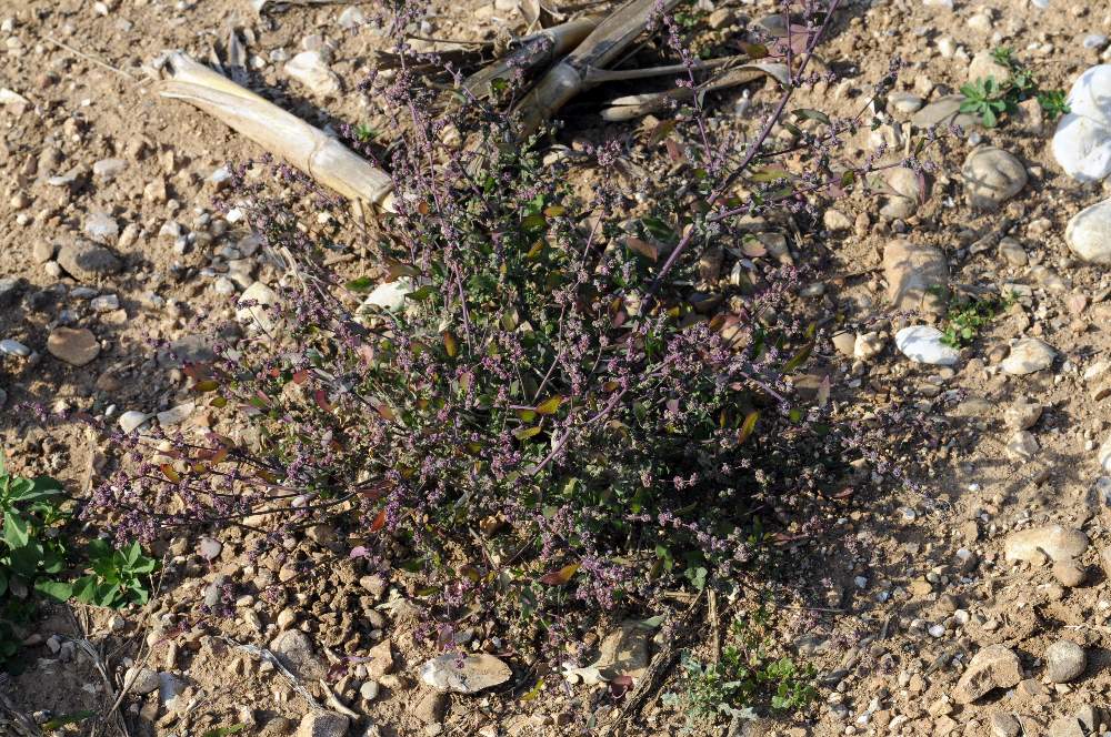 Fiori o bulbi a stelline - Chenopodium sp.